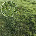 Different Types of Natural Green Grass with Various Growth Patterns and Textures