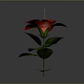 Vibrant Red Flower with Lush Green Leaves Isolated on Grey Background