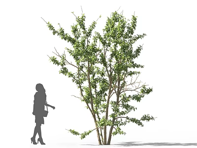 Tall Tree With Green Leaves Branches And Woman Silhouette 3d model