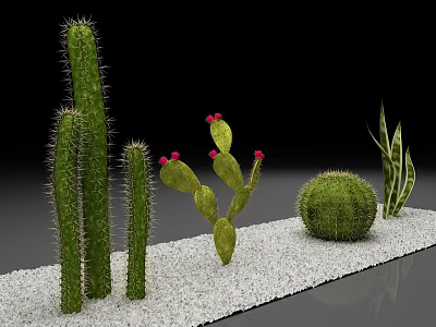 Various Types Of Cactus Plants Arranged On White Gravel With Black Background 3d model