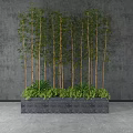 Green Bamboo Bonsai Potted Plants In Rectangular Planter With Gray Background And Lush Foliage