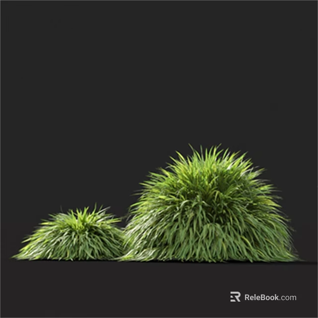 Lush Green Ornamental Grass with Dense Foliage Against Black Background 3d model 