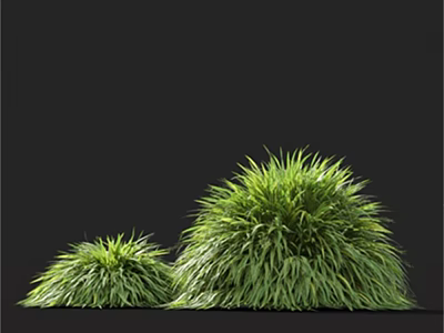 Lush Green Ornamental Grass with Dense Foliage Against Black Background 3d model