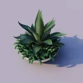 Leafy Green Succulent Potted Plant In White Ceramic Bowl With Decorative Plants