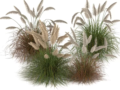Beautiful Ornamental Grasses With Feathery Plume Flowers In Green Brown And White For Garden Decor 3d model