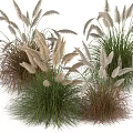 Beautiful Ornamental Grasses With Feathery Plume Flowers In Green Brown And White For Garden Decor