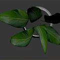 Green Leafy Plant In Light Gray Concrete Pot On Smooth Reflective Surface