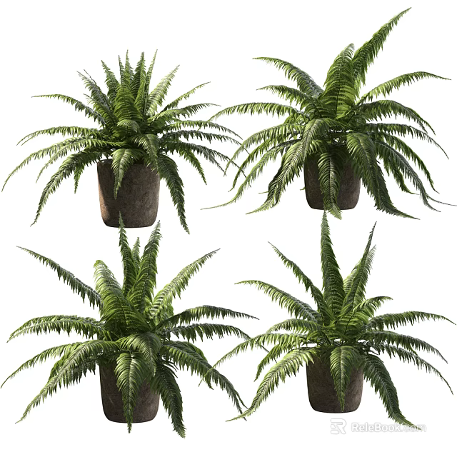 Potted Fern Plants With Lush Green Fronds in Brown Ceramic Pots for Indoor Decor 3d model 