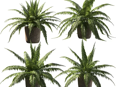 Potted Fern Plants With Lush Green Fronds in Brown Ceramic Pots for Indoor Decor 3d model