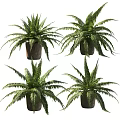 Potted Fern Plants With Lush Green Fronds in Brown Ceramic Pots for Indoor Decor