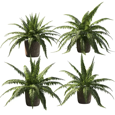 potted plant 3d model