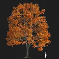 Plant Combination Of Autumn Trees With Orange And Yellow Leaves And White Silhouette