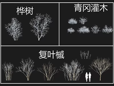 Cyclobalanopsis Shrub Varieties And Their Garden Landscaping Features 3d model