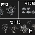 Cyclobalanopsis Shrub Varieties And Their Garden Landscaping Features