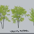 Garden Landscape Design Featuring Three Green Black Locust Trees With Lush Foliage