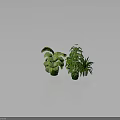 Lush Indoor Potted Plants With Various Green Leaves In Green And White Decorative Pots