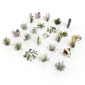 Various Small Plants of Different Types Arranged in Circle on White Background