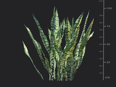 Snake Plant with Long Green Striped Leaves and Height Measurement in cm 3d model