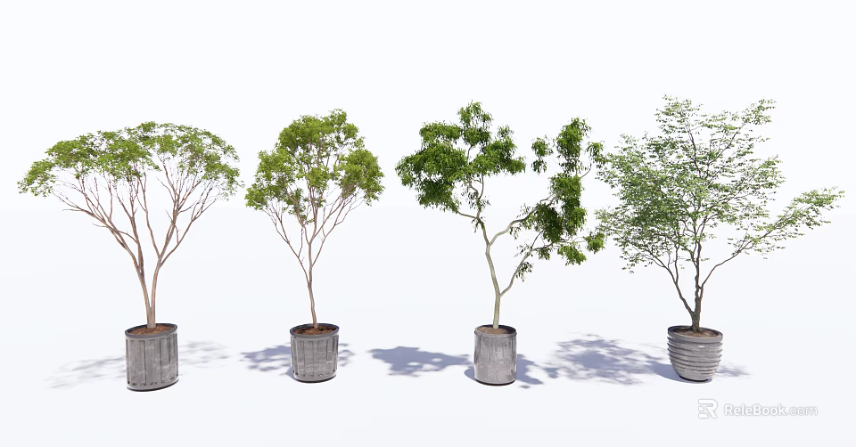 Four Various Shaped Potted Trees In Metal Cylindrical Pots With White Background And Ground Shadows 3d model 