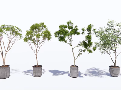 Four Various Shaped Potted Trees In Metal Cylindrical Pots With White Background And Ground Shadows 3d model