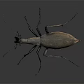 Detailed View Of Metallic Brown Beetle With Long Legs Isolated On Dark Background