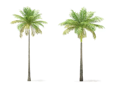 Two Palm Trees With Tall Trunks And Lush Green Fronds 3d model