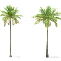 Two Palm Trees With Tall Trunks And Lush Green Fronds