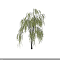 Weeping Willow Tree With Green Hanging Branches Slender Trunk And Human Figure For Scale 3d model