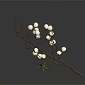 Dried Plant Branches With White Buds and Small Green Seedling on White Background