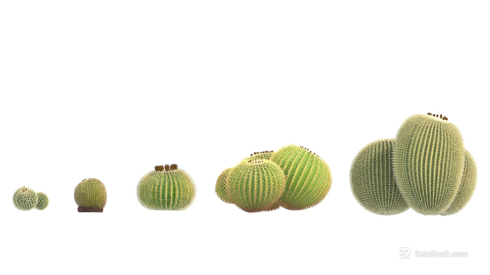 Potted Bonsai Cactus Plants In Various Sizes With Round Green Spiky Texture 3d model