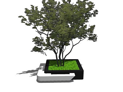 Square Tree Pit With Green Grass And Multi Trunk Tree In Landscaping Design 3d model