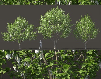 Davidia involucrata pigeon tree bird's eye view tree street tree cluster solitary tree planting pool green plant 1 3d model