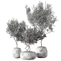 Elegant Bonsai Potted Plants With Lush Green Foliage In Black Ceramic Pots