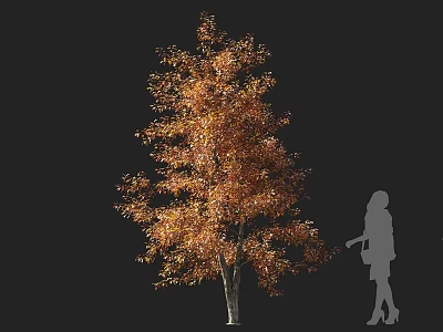 Arbor With Orange Red Autumn Leaves And Human Silhouette On Black Background 3d model