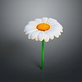 White Daisy Flower With Yellow Center And Green Stem On Gray Background