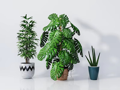 Indoor Bonsai and Potted Plants with Lush Green Leaves in Various Pots 3d model