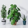 Indoor Bonsai and Potted Plants with Lush Green Leaves in Various Pots