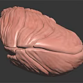 Pink Brain Anatomical Model Displayed On Black Background With Reflection 3d model