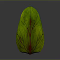 Vibrant Green Plant Leaf with Striking Red Veins in Natural Light