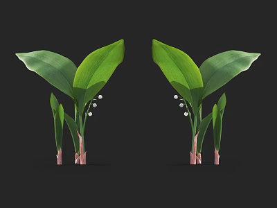 Symmetrical Lily of the Valley with Large Green Leaves and White Flowers on Black Background 3d model