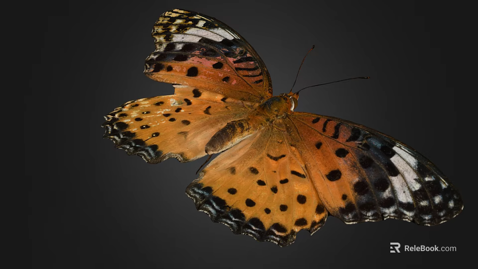 Vibrant Butterfly With Orange Wings Black Spots And White Wing Edges On Dark Background 3d model 