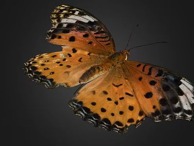 Vibrant Butterfly With Orange Wings Black Spots And White Wing Edges On Dark Background 3d model