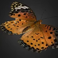 Vibrant Butterfly With Orange Wings Black Spots And White Wing Edges On Dark Background