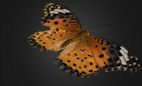 Modern Butterfly 3d model