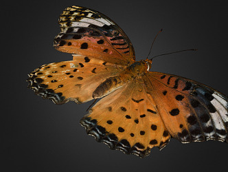 Modern Butterfly 3d model