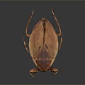 Detailed Brown Wooden Beetle Model With Realistic Body Texture And Legs