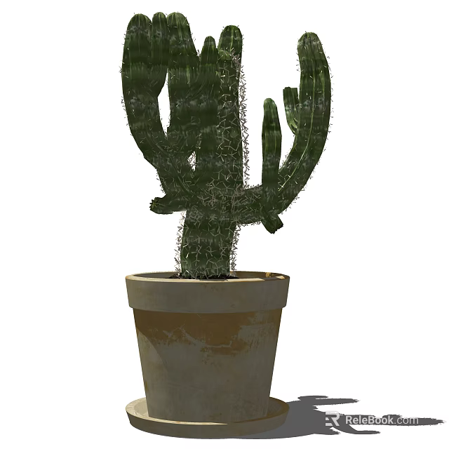 Bonsai Cactus Plant In Terracotta Pot With Green Foliage For Indoor Decor 3d model 