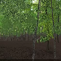 Aerial View Of Green Forest With Neatly Arranged Trees And Brown Ground