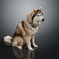 Siberian Husky Sitting With Brown White Fur Wearing Green Collar On Dark Reflective Background