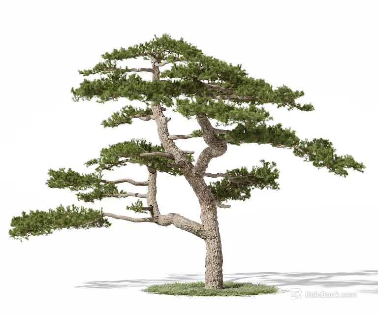 Tall Pine Tree With Curved Trunk Lush Green Foliage And Grass Base 3d model 
